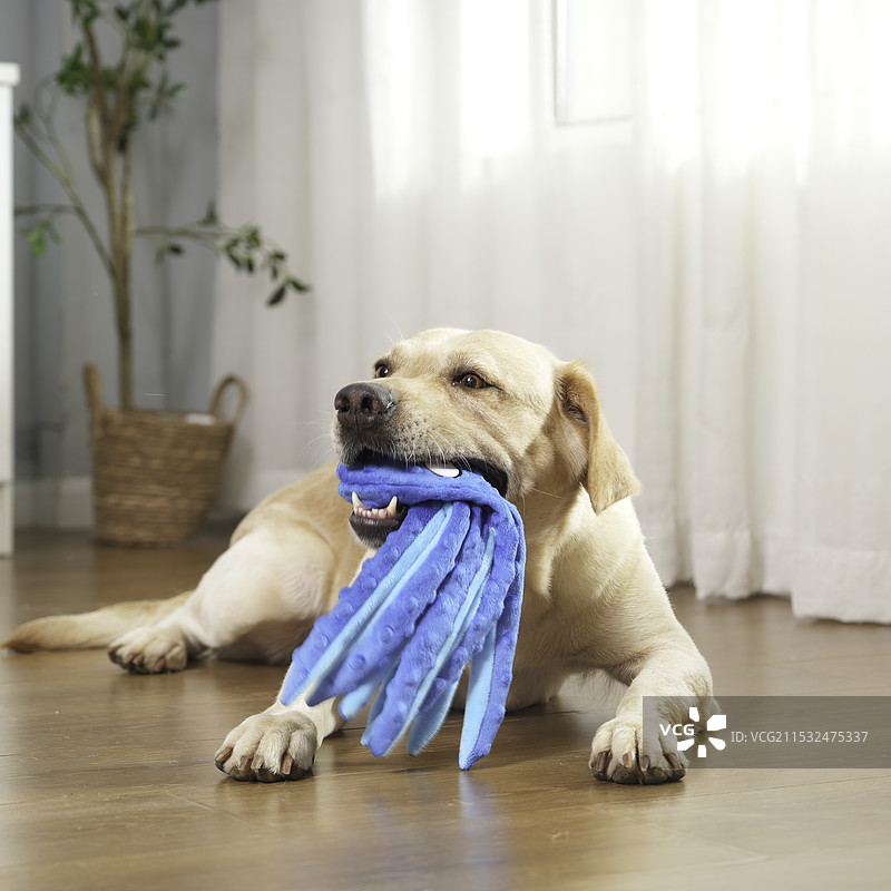 宠物玩具图片素材