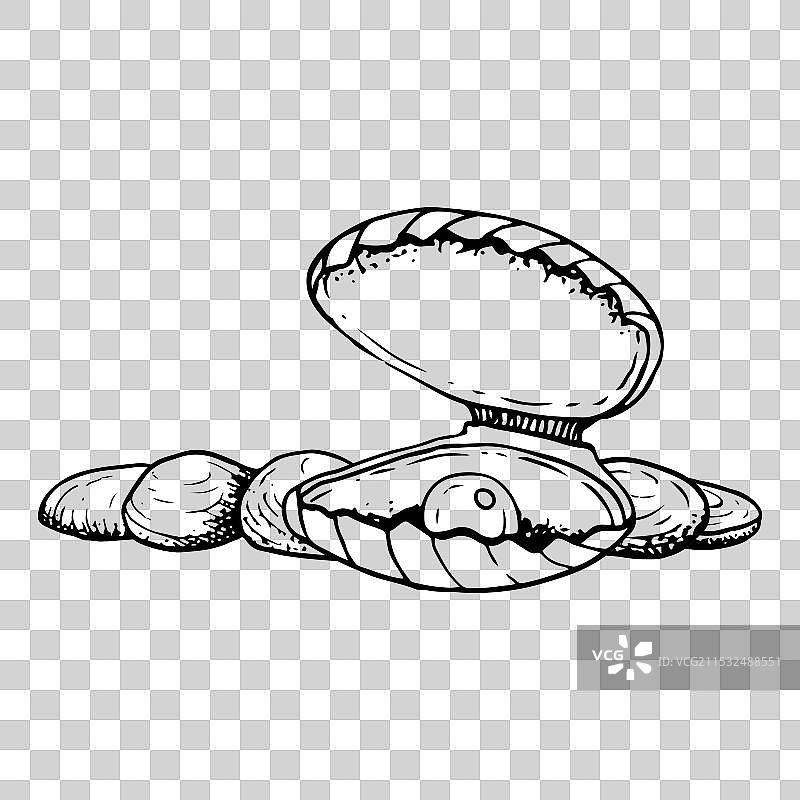 海底岩石上的贝壳贻贝中的珍珠图片素材