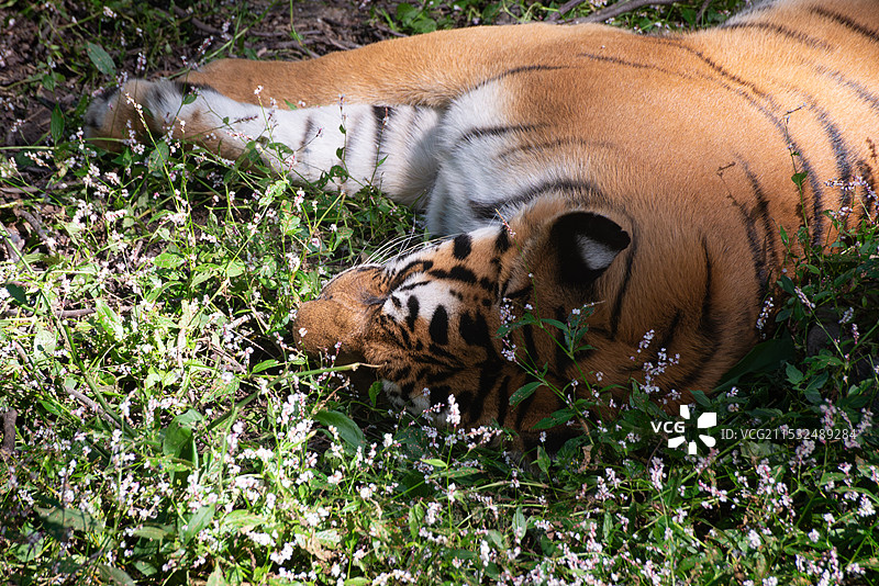 上海动物园睡在花丛里的老虎图片素材