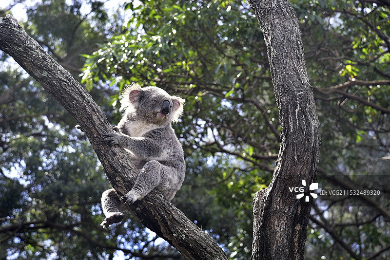 澳大利亚悉尼塔龙加动物园坐在桉树上的树袋熊考拉特写图片素材