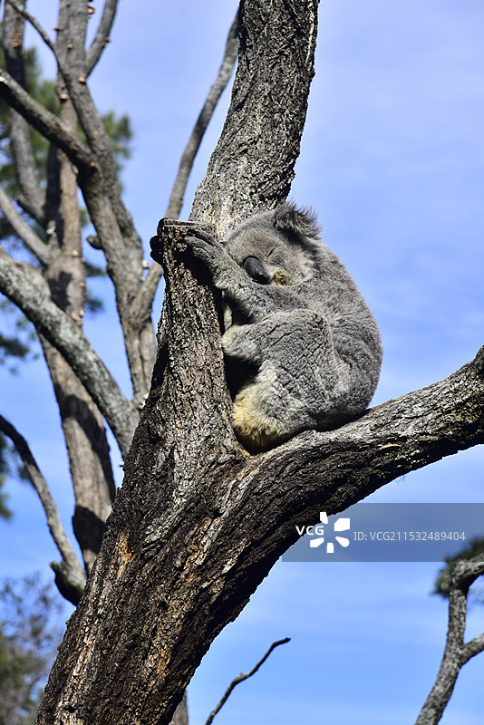 澳大利亚悉尼塔龙加动物园桉树上睡觉的树袋熊考拉特写图片素材
