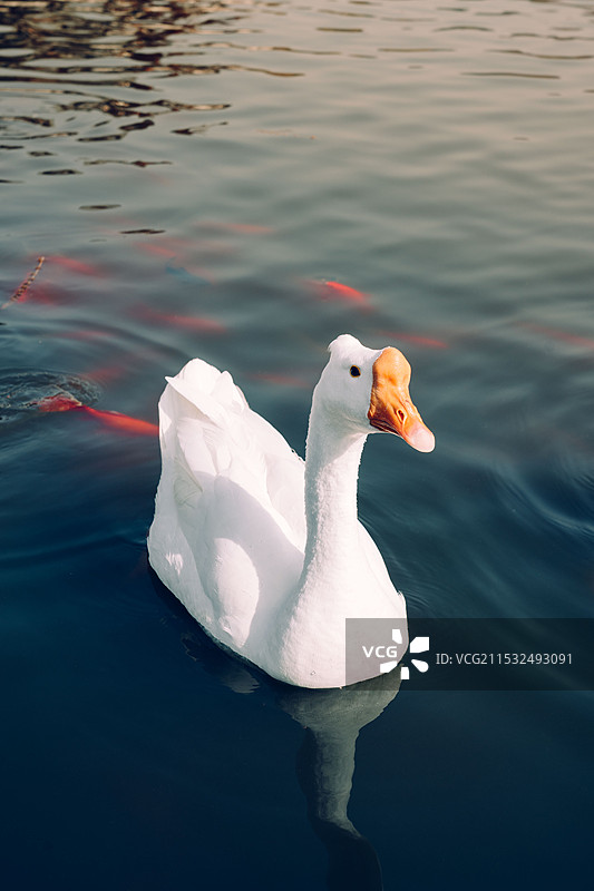 大鹅鸭子图片素材