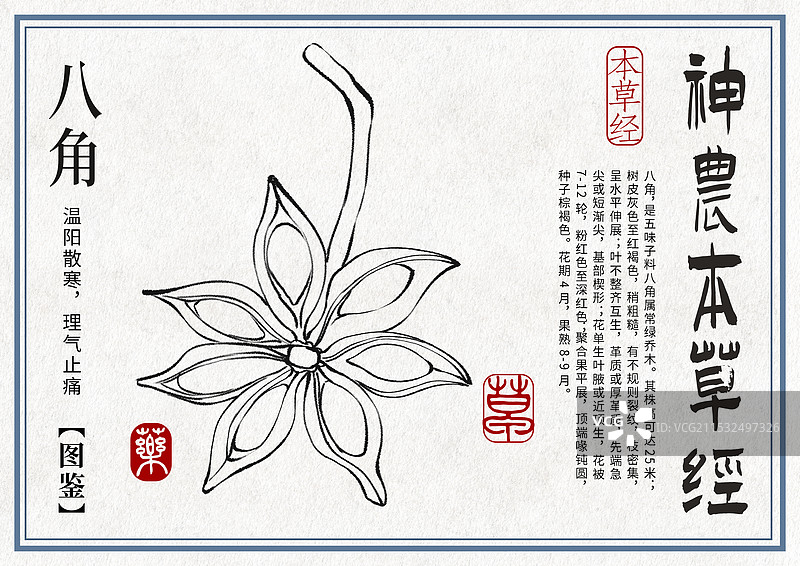 八角手绘中药材水彩插画设计模版图片素材