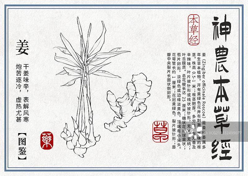 姜手绘中药材水彩插画设计模版图片素材