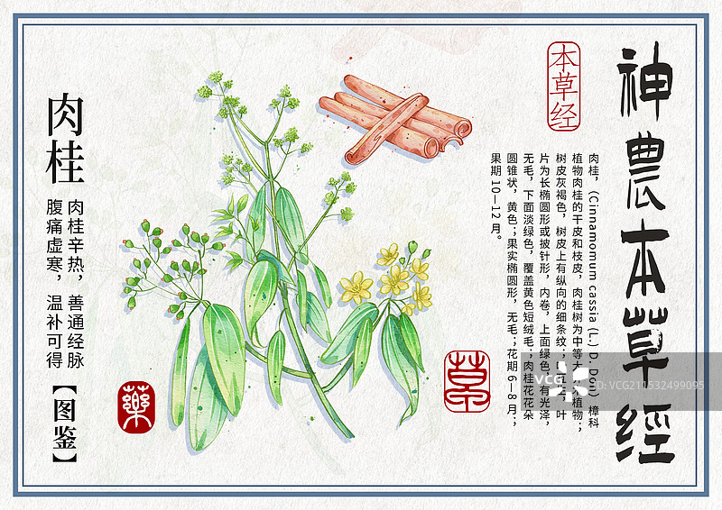 肉桂手绘中药材水彩插画设计模版图片素材