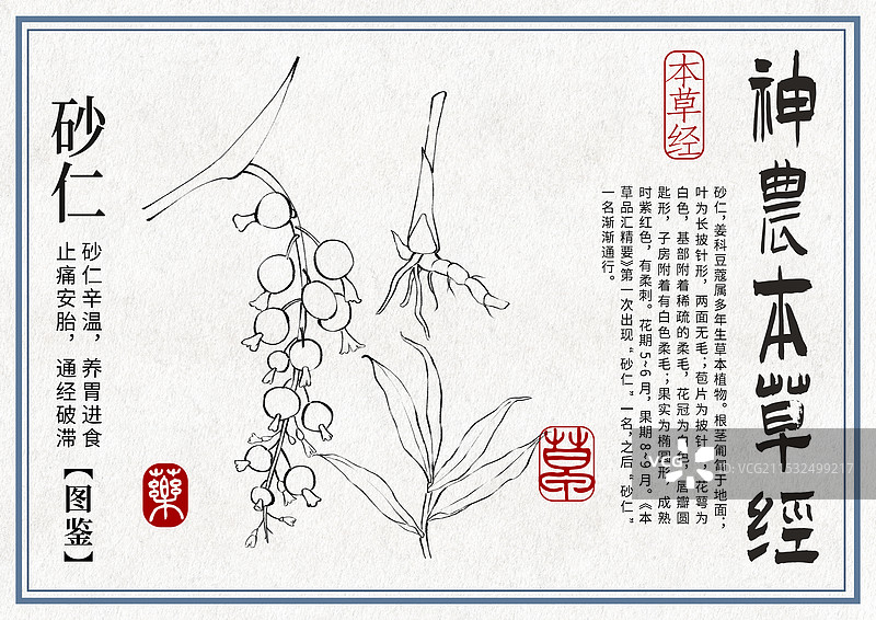 砂仁手绘中药材水彩插画设计模版图片素材