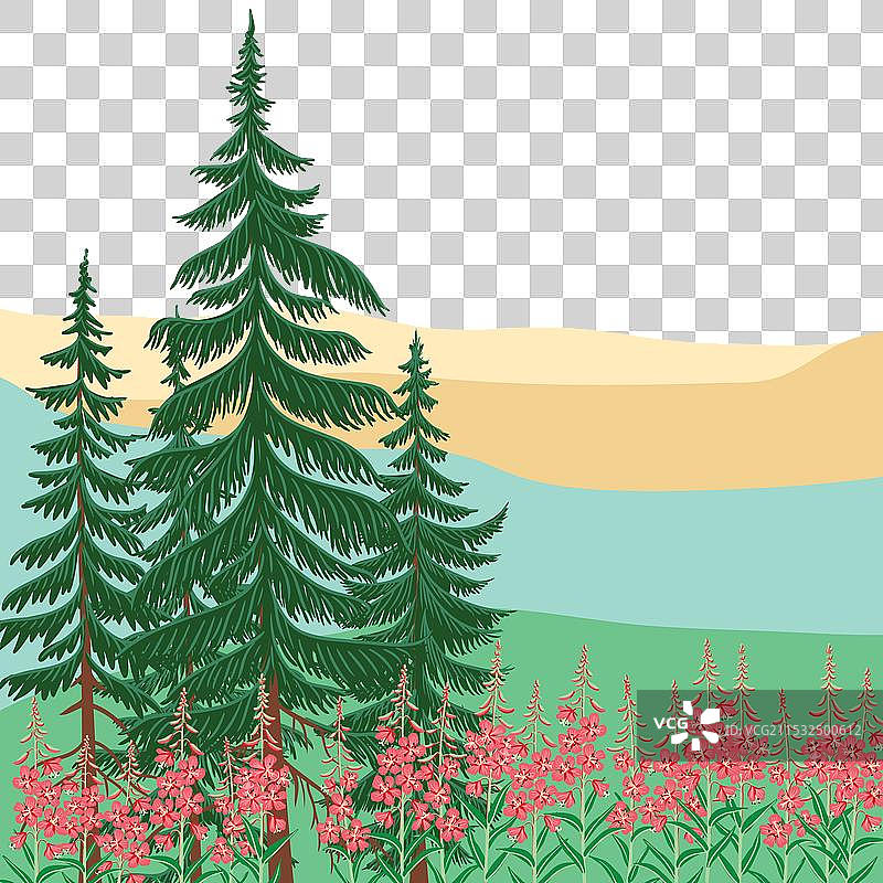 画有冷杉树的风景图片素材