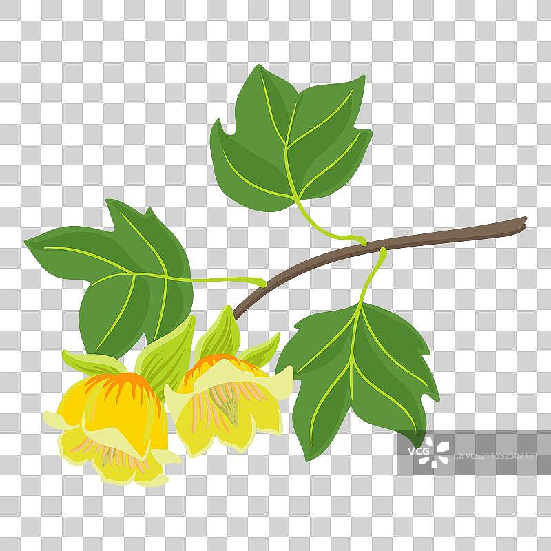 郁金香树的树枝素描图片素材