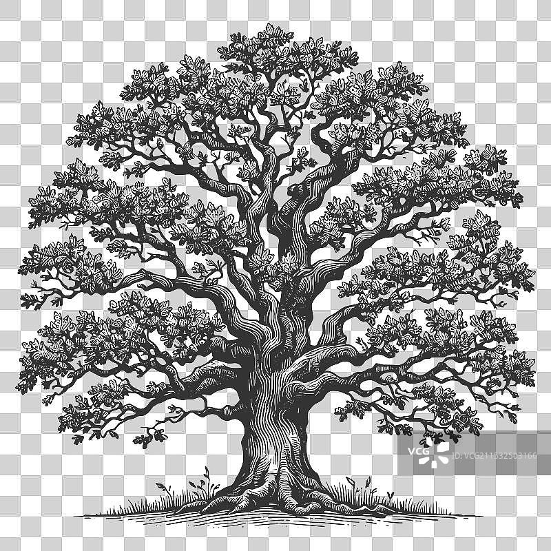 广根橡树雕刻图片素材