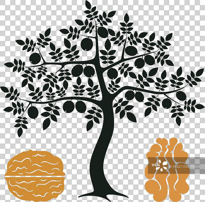 胡桃树图片素材