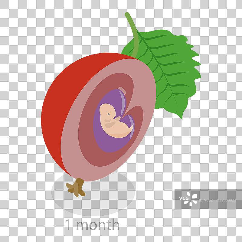 胚胎的三维等距平面图图片素材