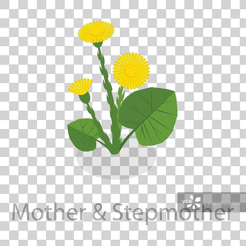 3D等距平面疗愈草药集合图片素材