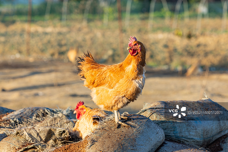 乡下农村农庄里散养的土鸡图片素材