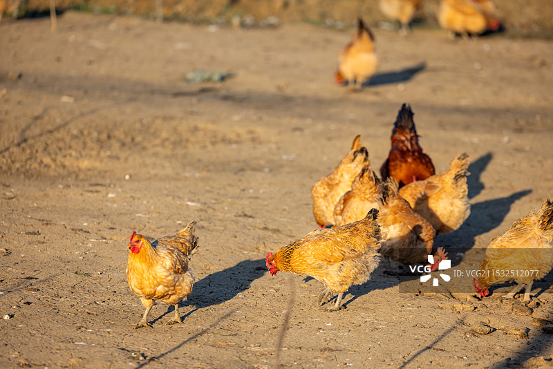乡下农村农庄里散养的土鸡图片素材