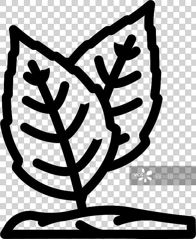 神圣罗勒阿育吠陀草药线条图标图片素材