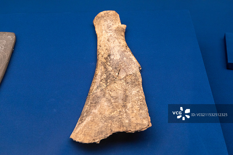 上海博物馆祭祷刻辞卜骨 牛胛骨 商代晚期 祖庚(公元前12世纪上半叶) 邓雅女士捐赠 上海博物馆图片素材