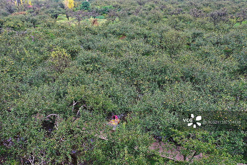 浩浩的梨园+安徽省宿州市砀山县良梨镇图片素材