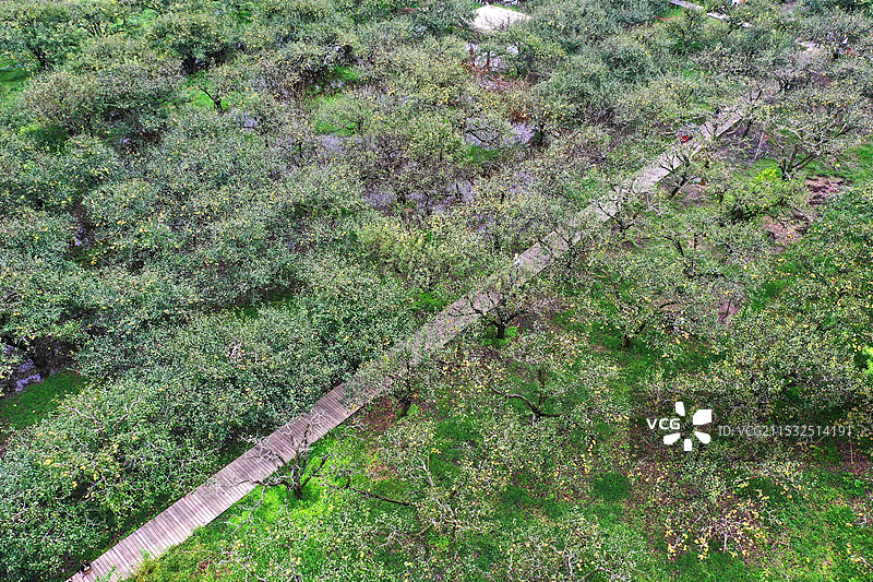 梨香满果园+安徽省宿州市砀山县良梨镇梨树王景区图片素材