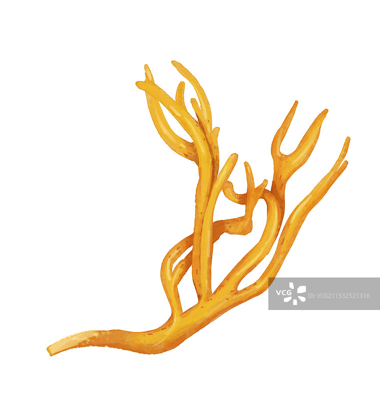 黄珊瑚菌图片素材