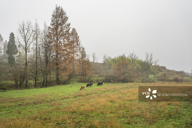 千野草场的秋天图片素材