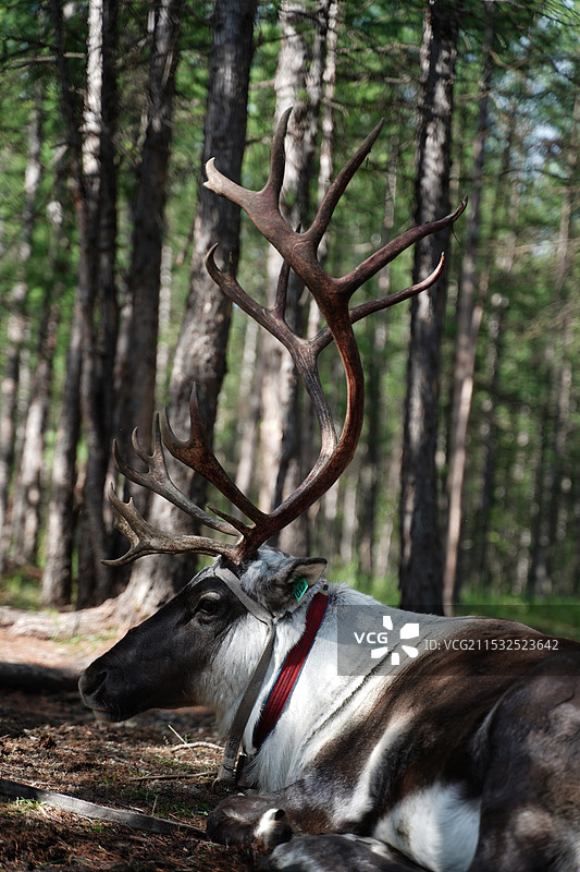 奥鲁古雅驯鹿部落图片素材