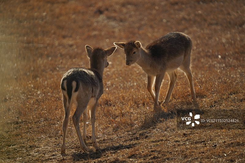 两只小鹿图片素材