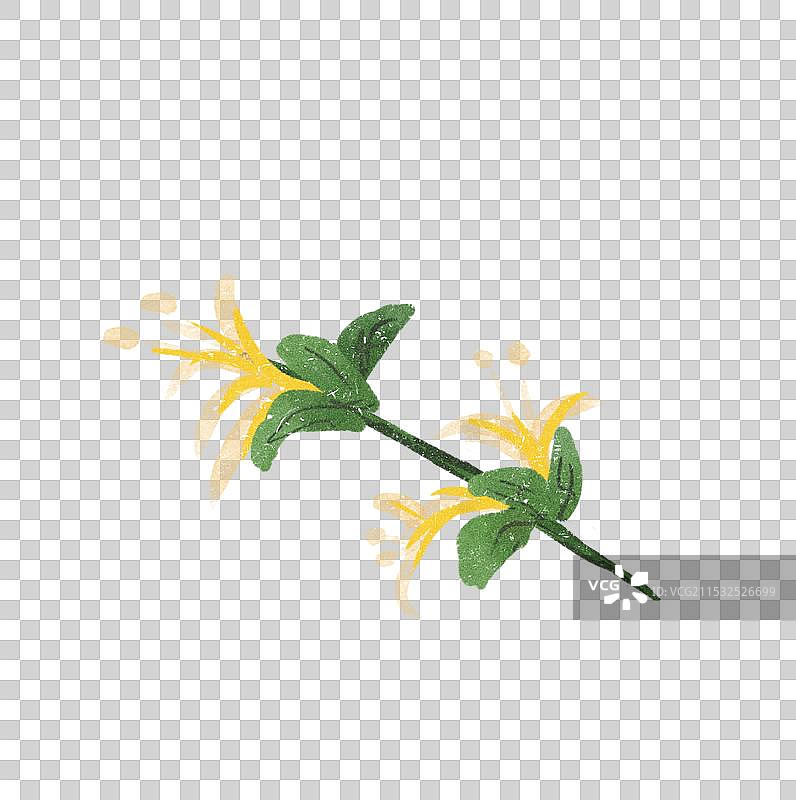 金银花枝叶图片素材