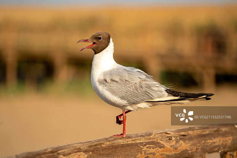 居延海红嘴鸥图片素材