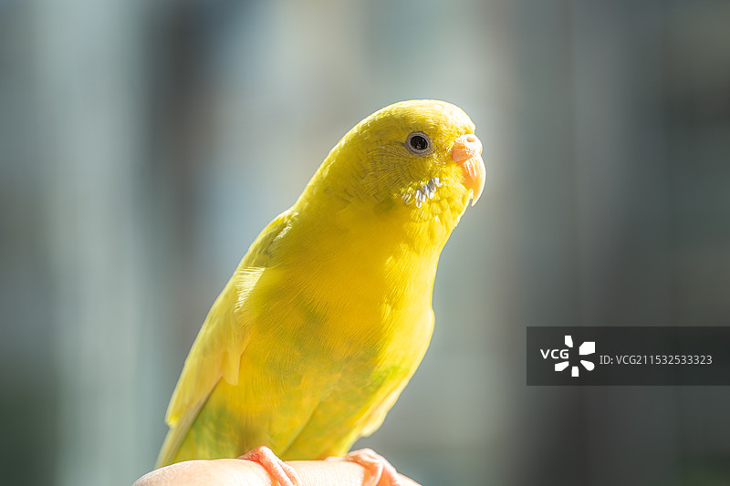 虎皮鹦鹉图片素材