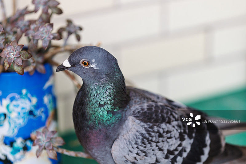 桌子上的赛鸽与多肉植物特写图片素材