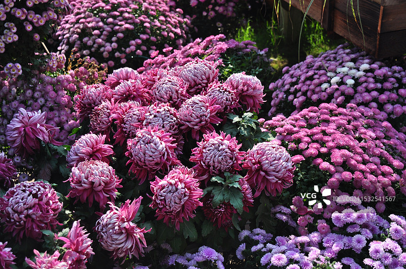 花团锦簇图片素材