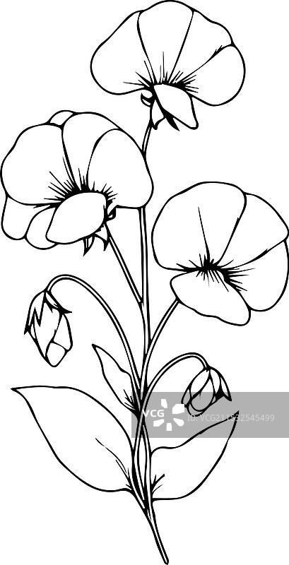 精致的甜豌豆纹身 甜豌豆图片素材