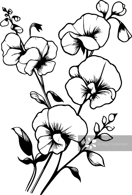 甜豌豆花的涂鸦花束图片素材