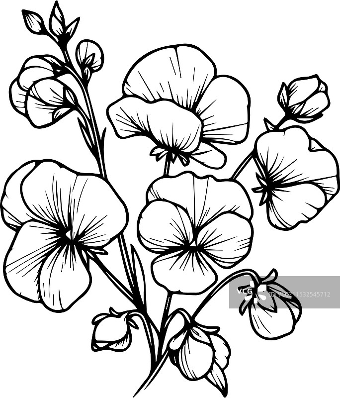 甜豌豆艺术元素夏季系列图片素材