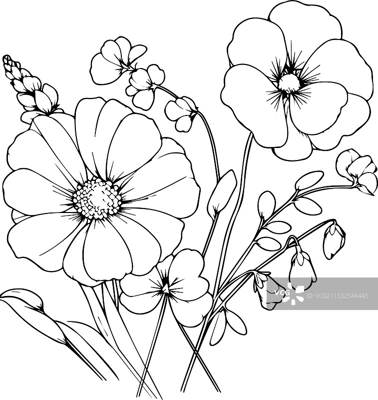 逼真的甜豌豆和雏菊花着色页图片素材