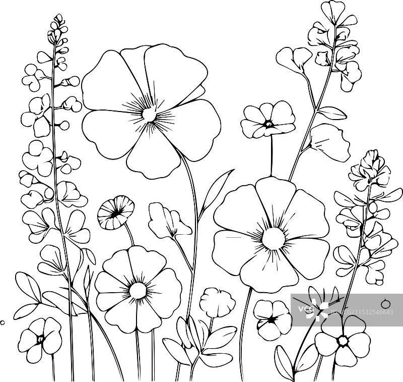 甜豌豆雏菊花的剪影涂色页图片素材