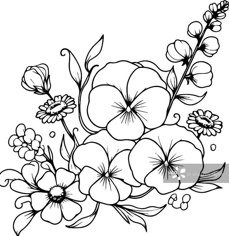 甜豌豆花的素描小纹身图片素材