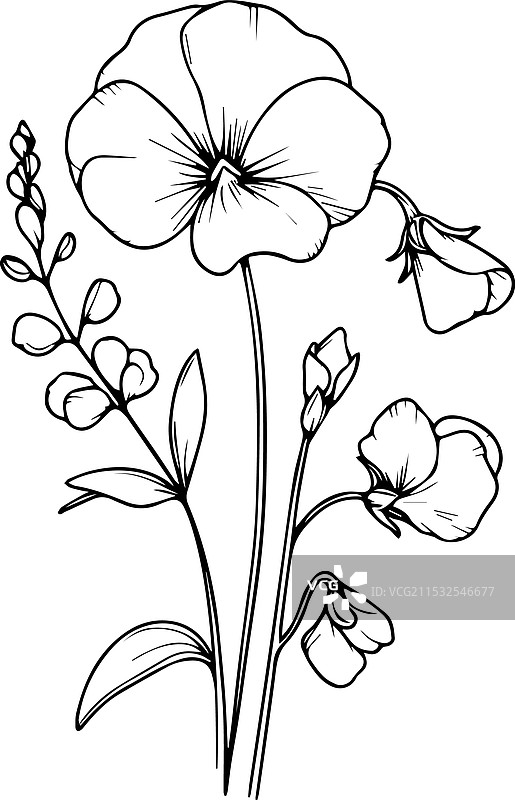 美丽的甜豌豆花图片素材