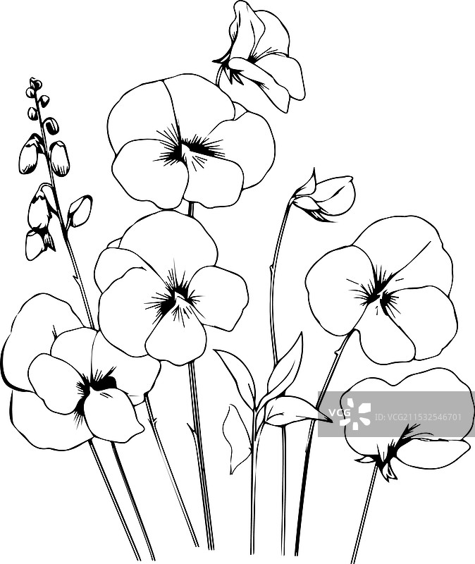 黑白甜豌豆轮廓涂色图图片素材