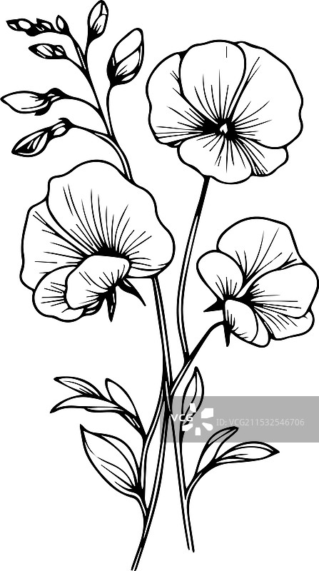 手绘甜豌豆花束素描图片素材