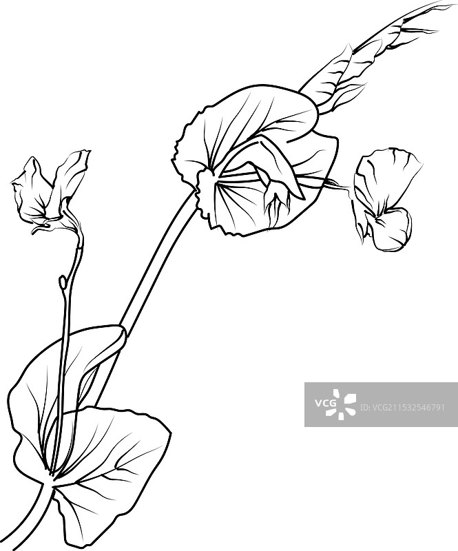 甜豌豆花的素描图片素材