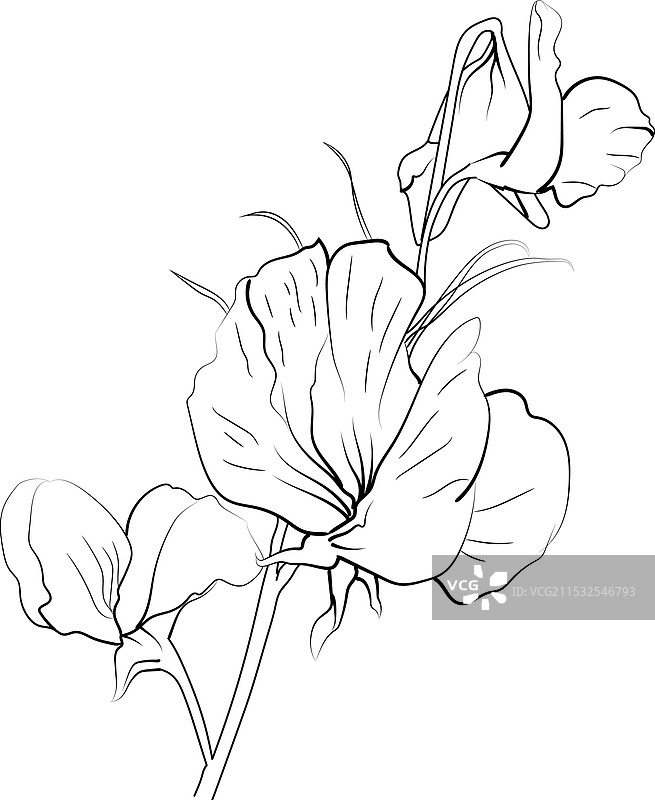 成人植物系列素描艺术叶子和树枝图片素材