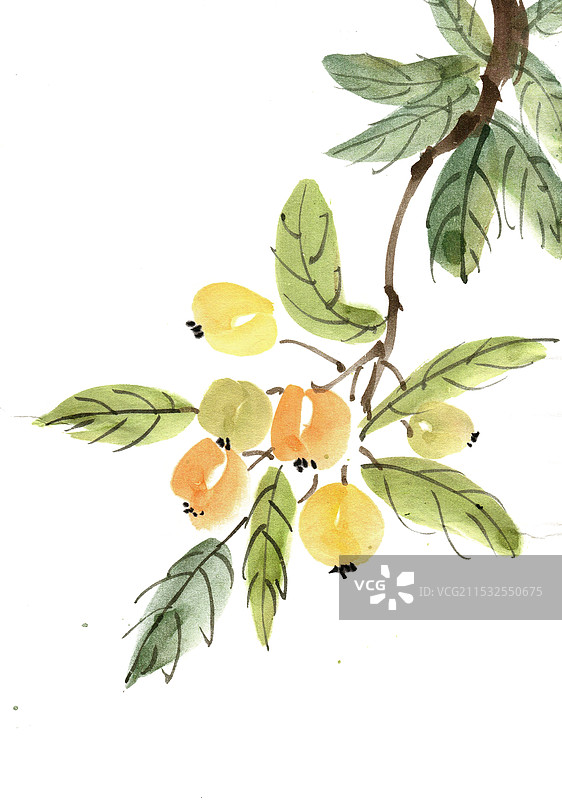 丰收的枇杷果图片素材