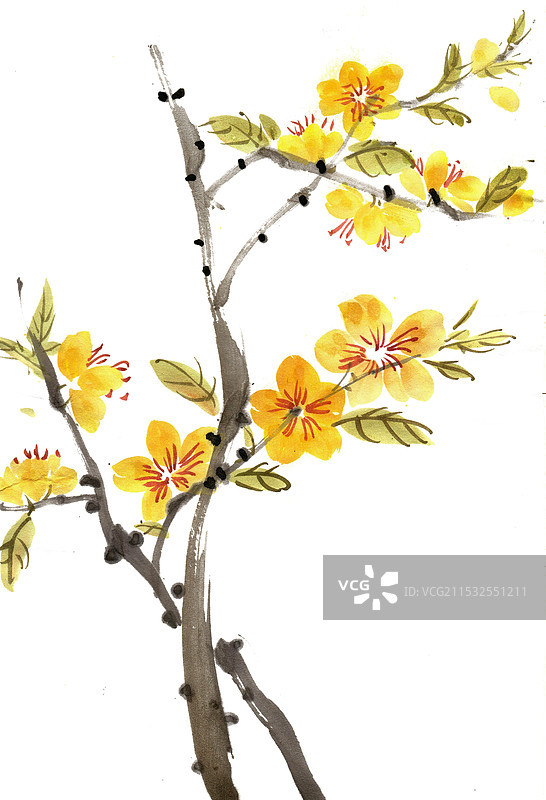 黄色的腊梅花图片素材