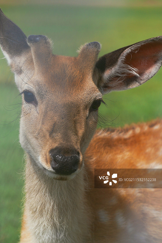 鹿近景图片素材