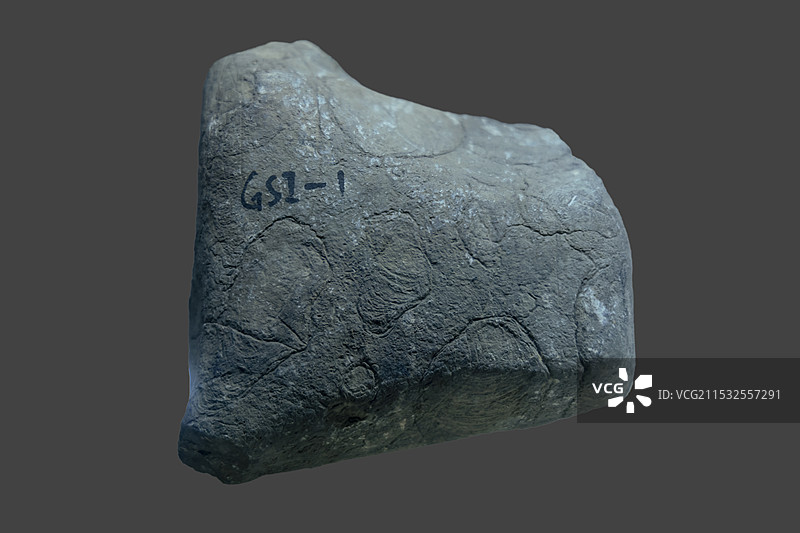 安徽省地质博物馆生命演化厅：叠层石（晚元古代，安徽灵璧产）图片素材