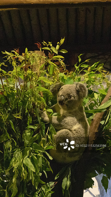 长隆野生动物园-考拉图片素材