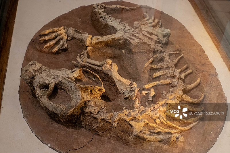 大连自然博物馆收藏的辽宁锯齿兽化石图片素材