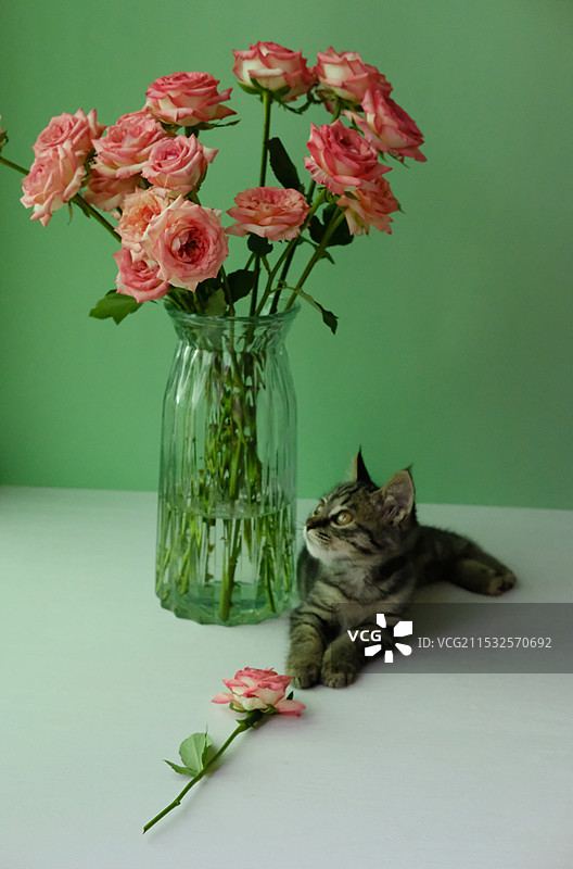 小狸花猫与月季花花瓶图片素材
