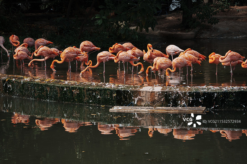 广州动物园火烈鸟图片素材